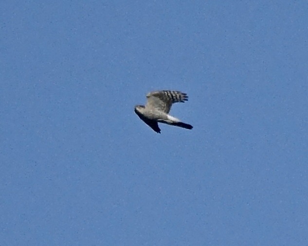 goshawk